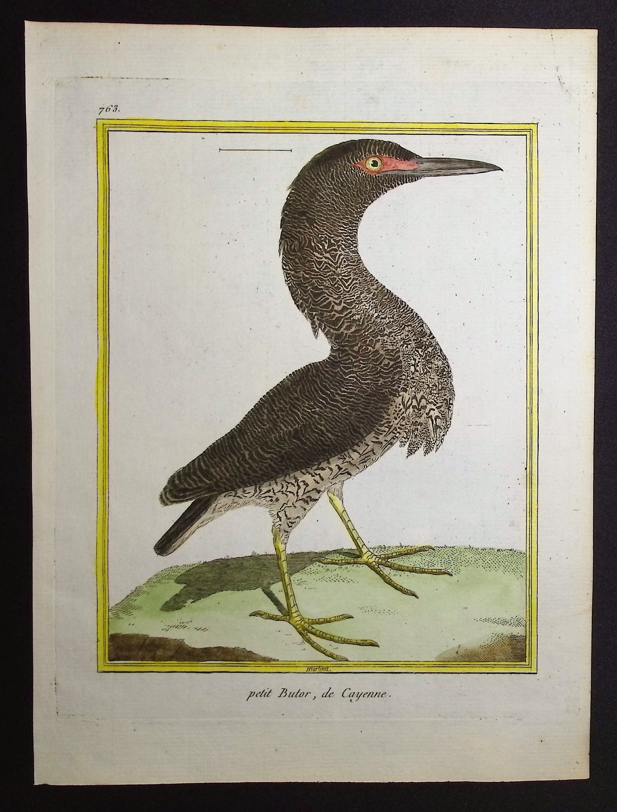 Bittern