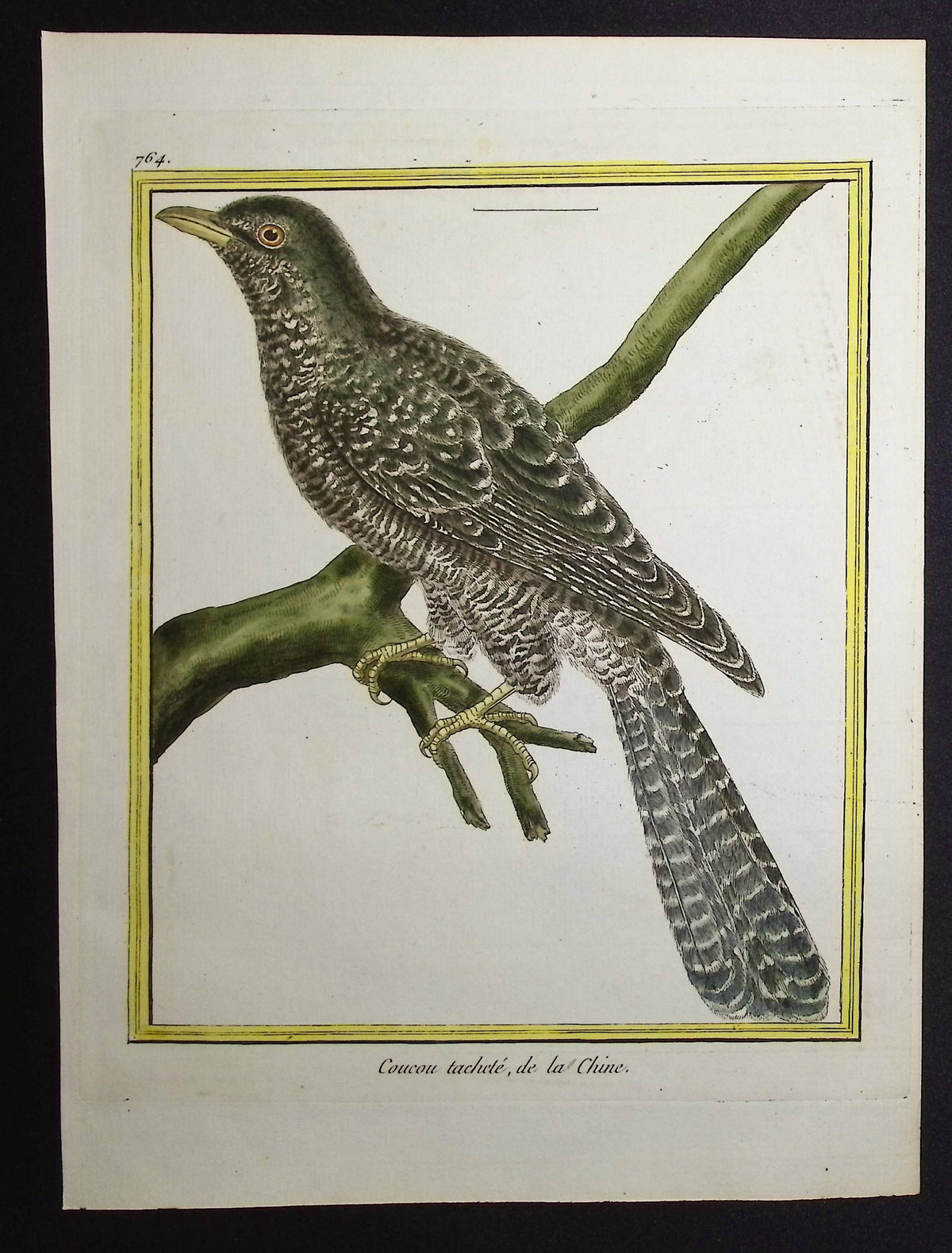 Cuckoo
