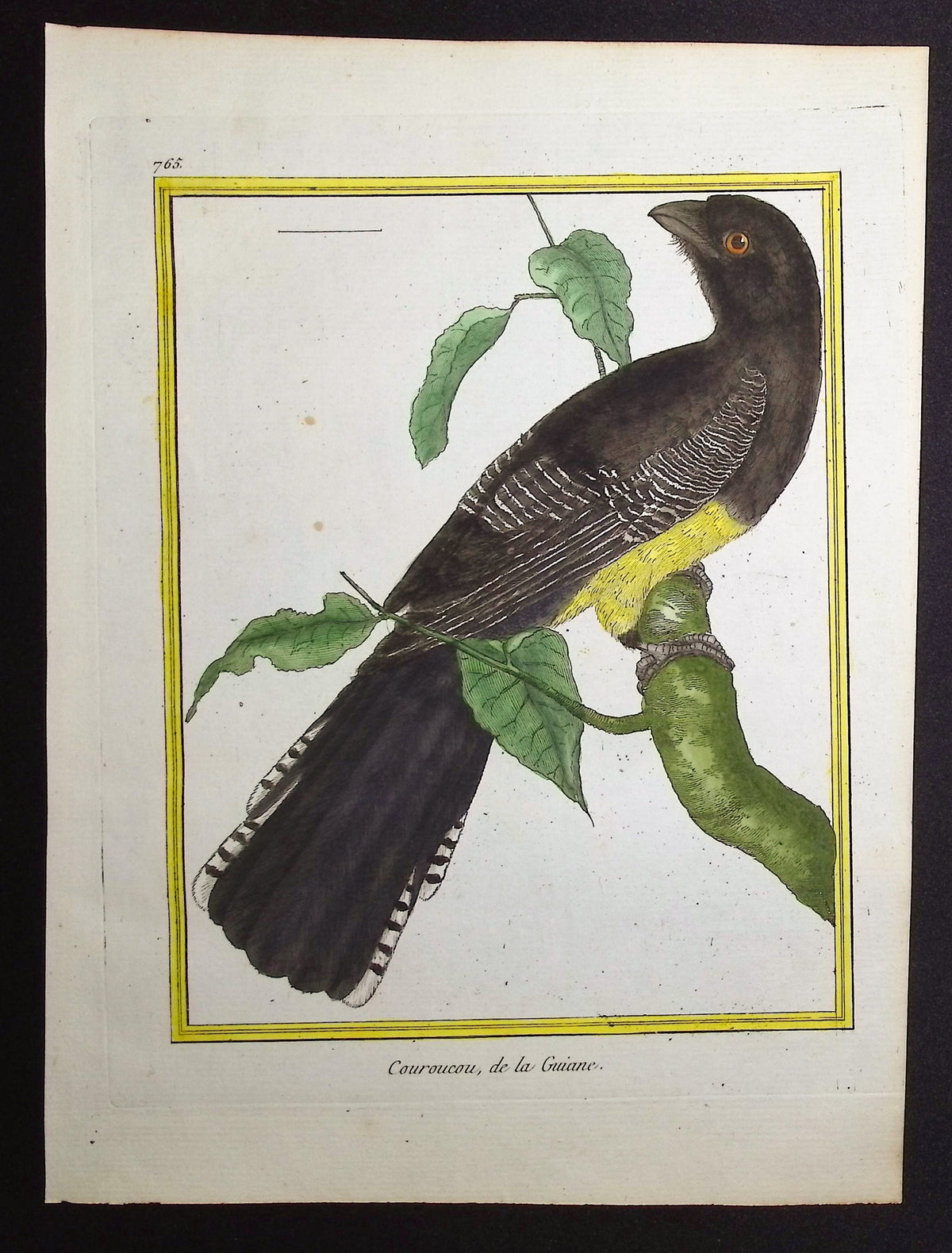 Trogon