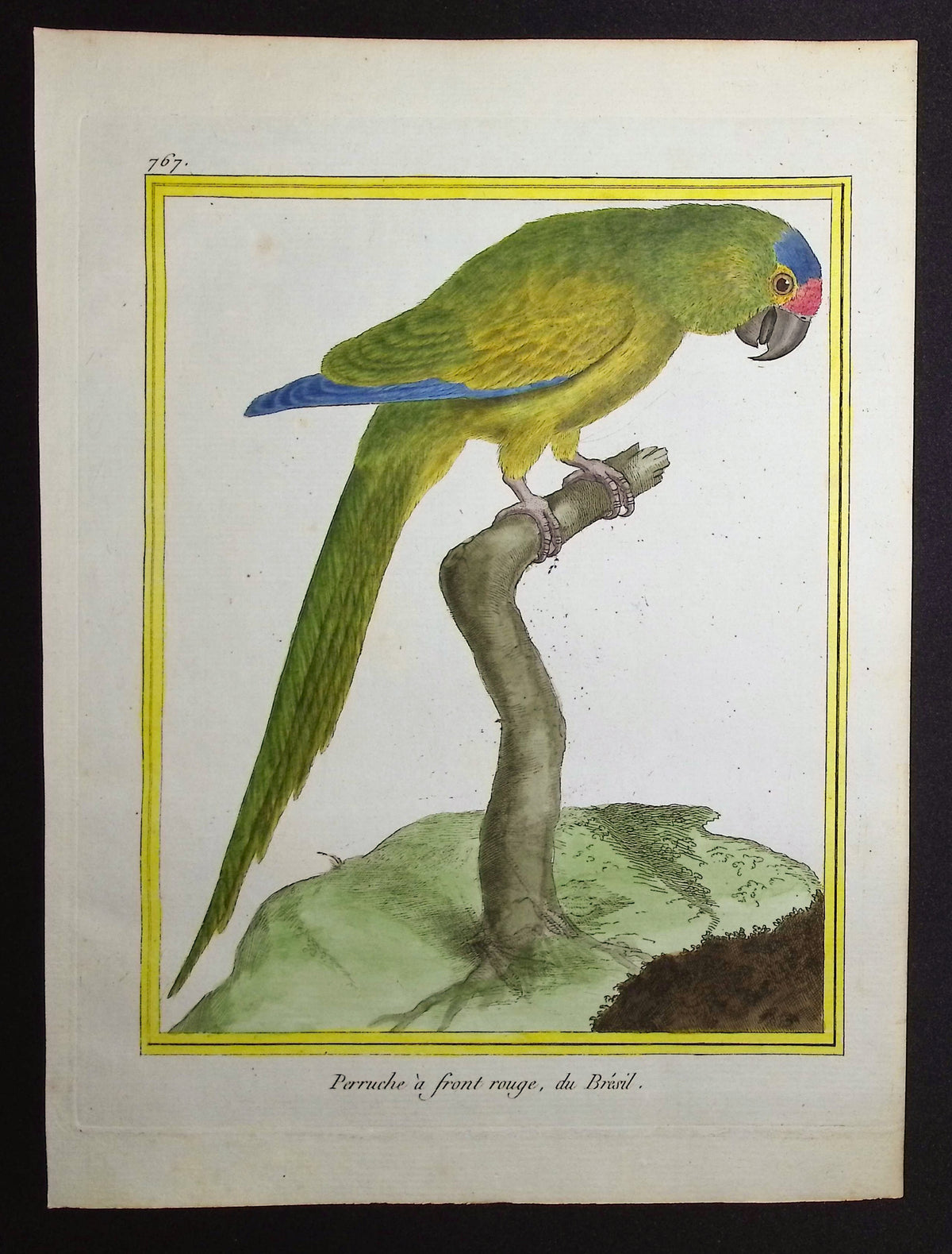 Parrot
