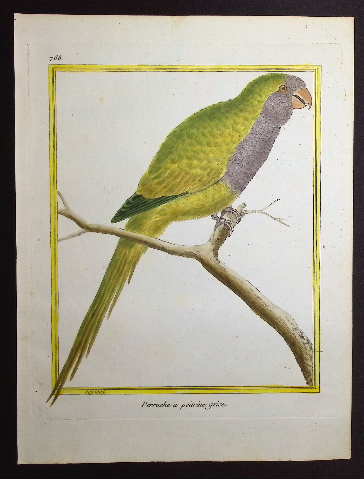 Parrot