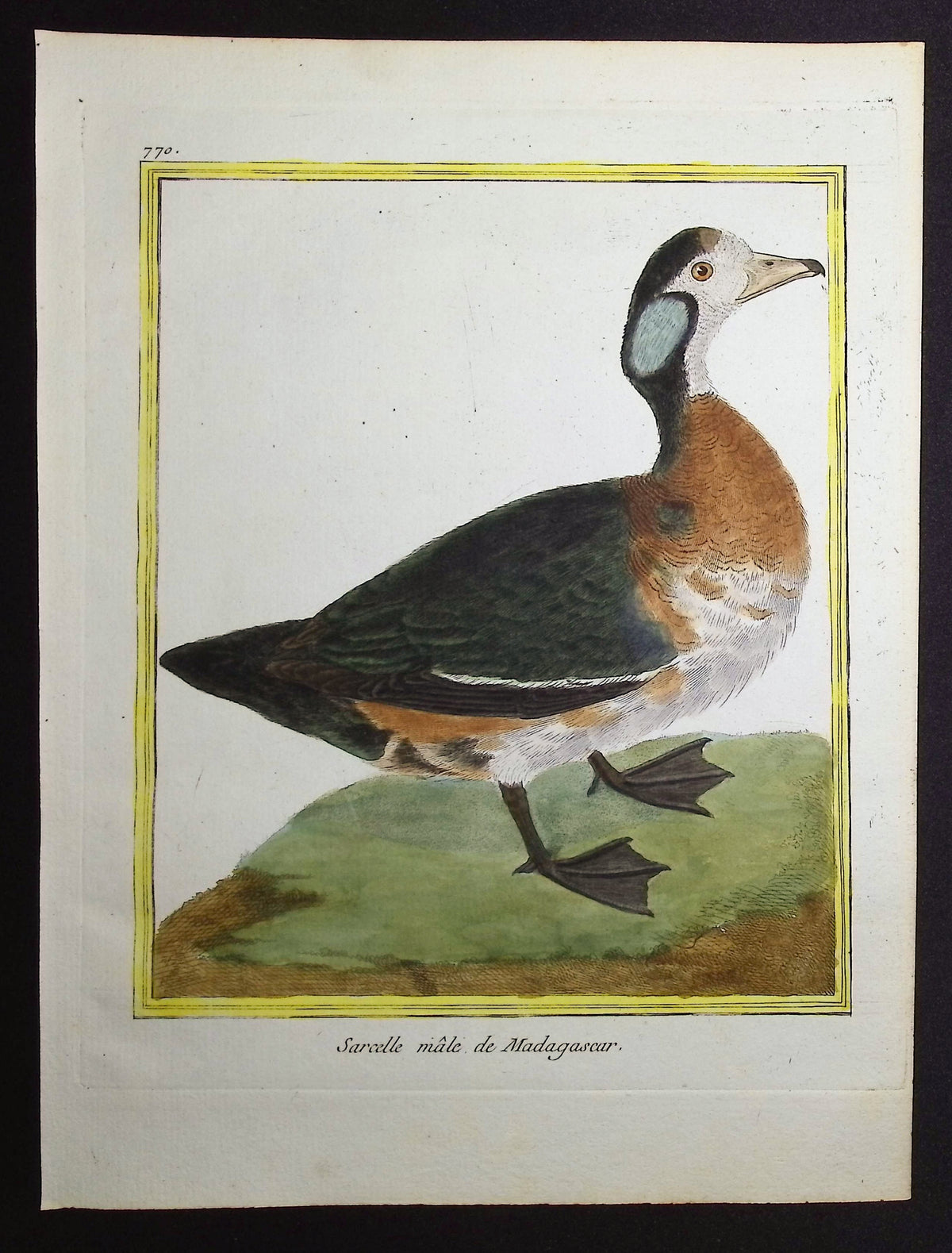 Duck