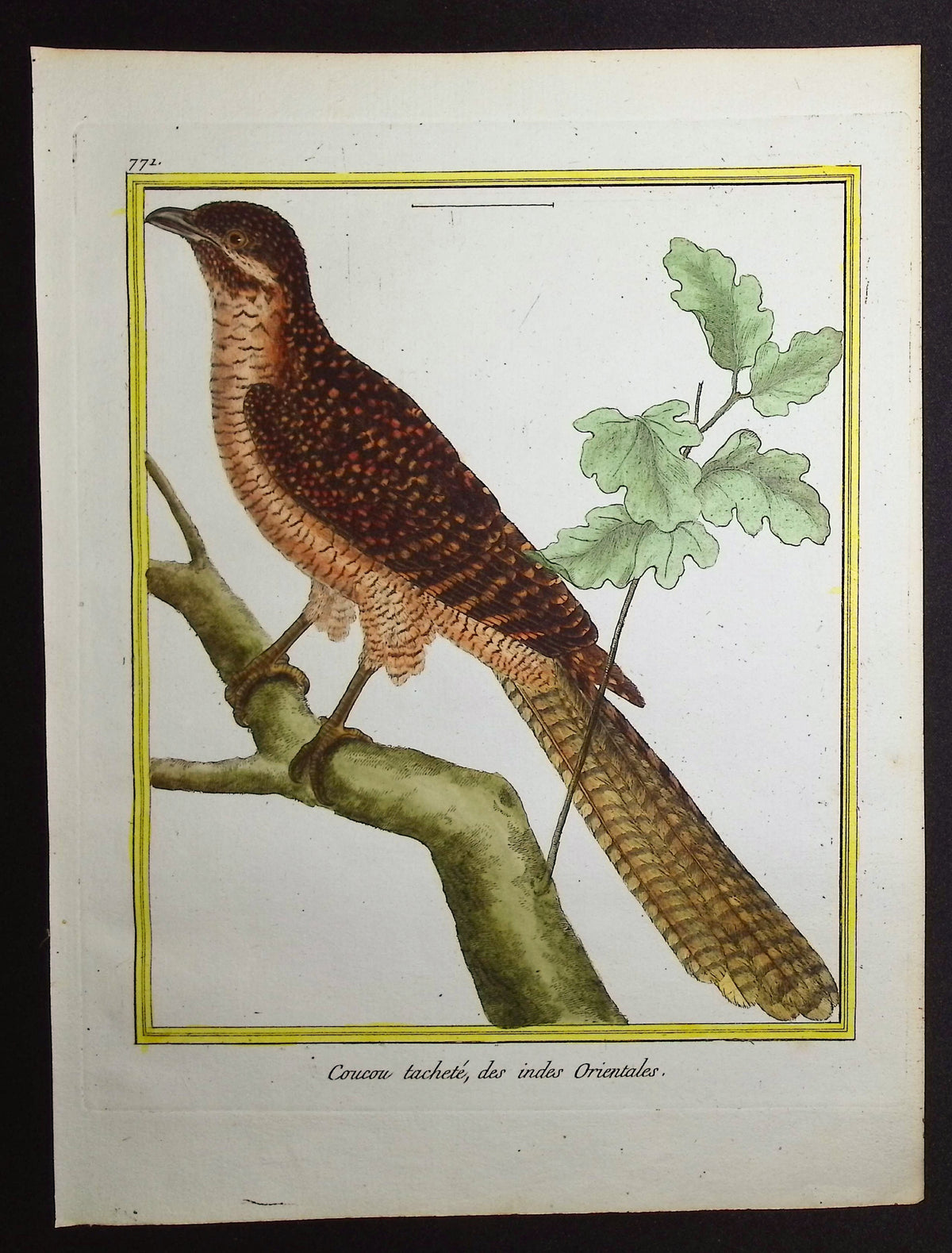 Cuckoo
