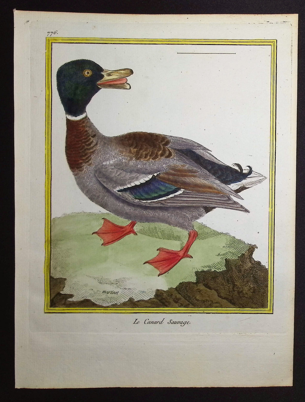 Mallard Duck