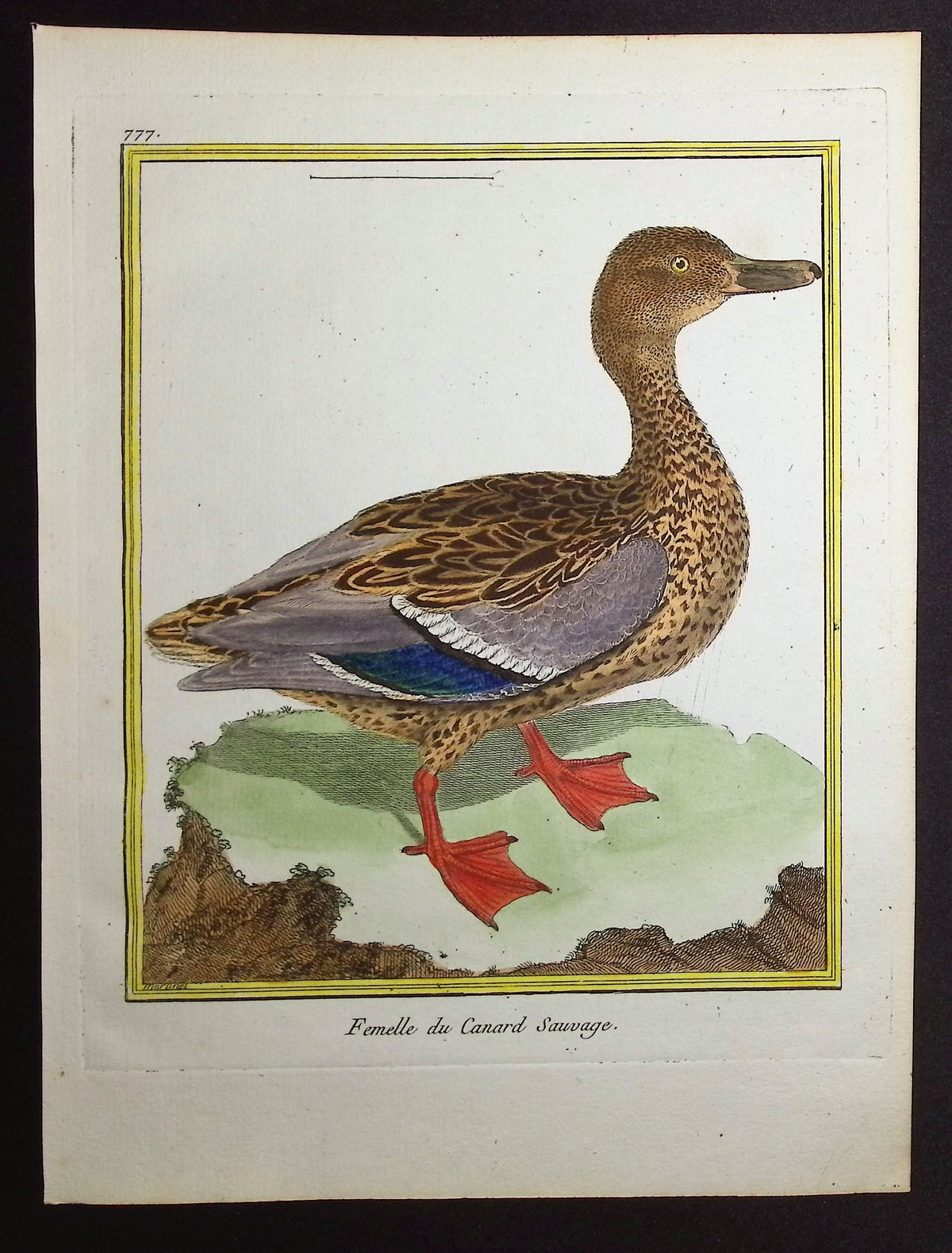 Duck (Female)