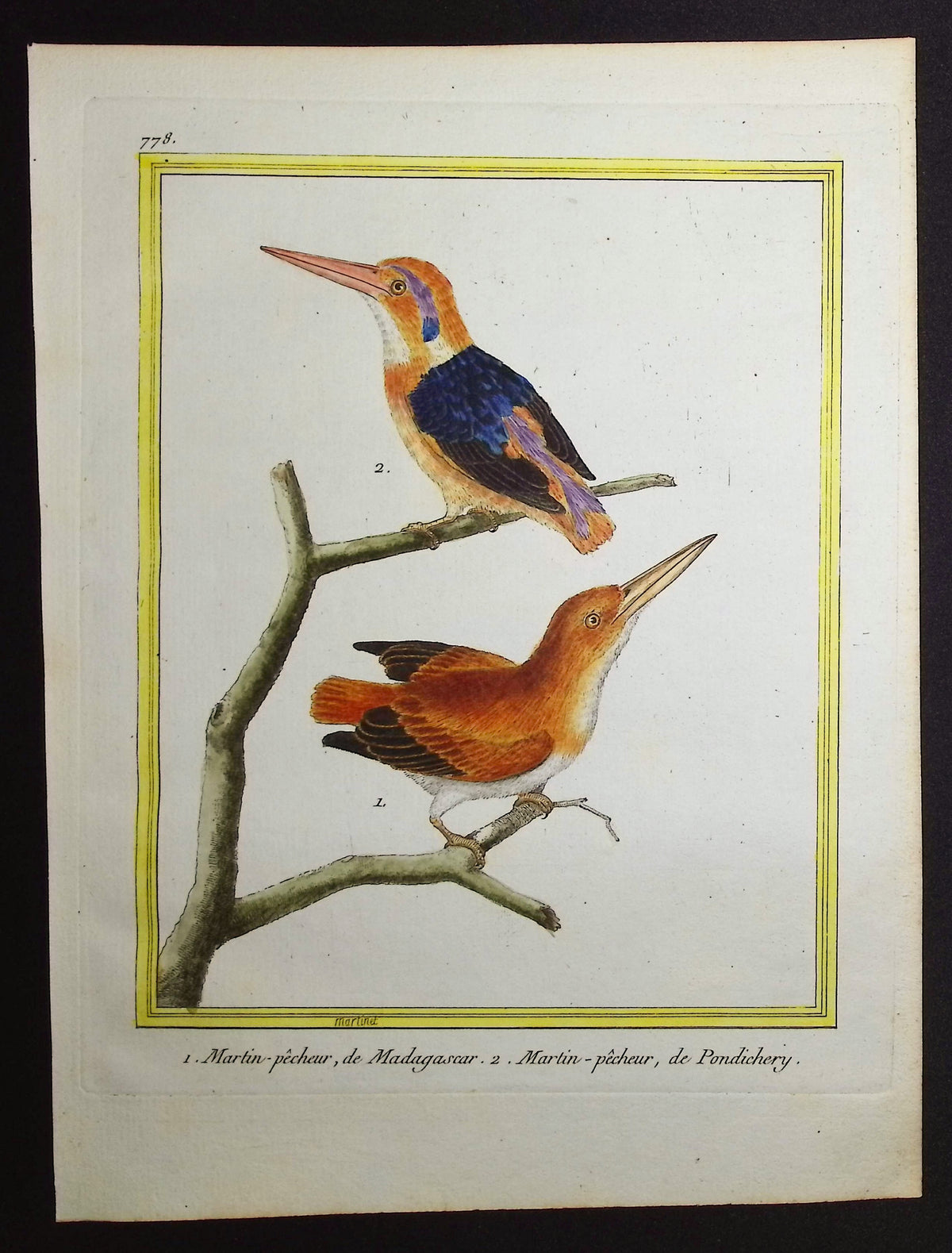 Kingfisher