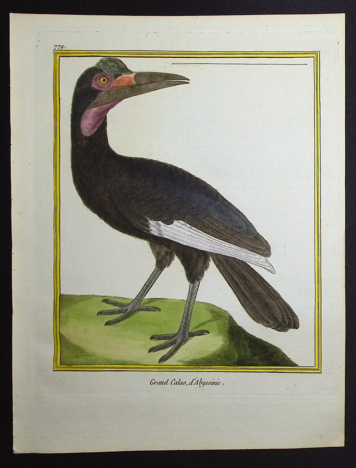 Hornbill