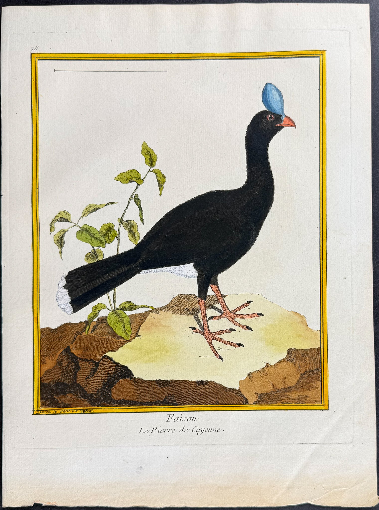 Pheasant