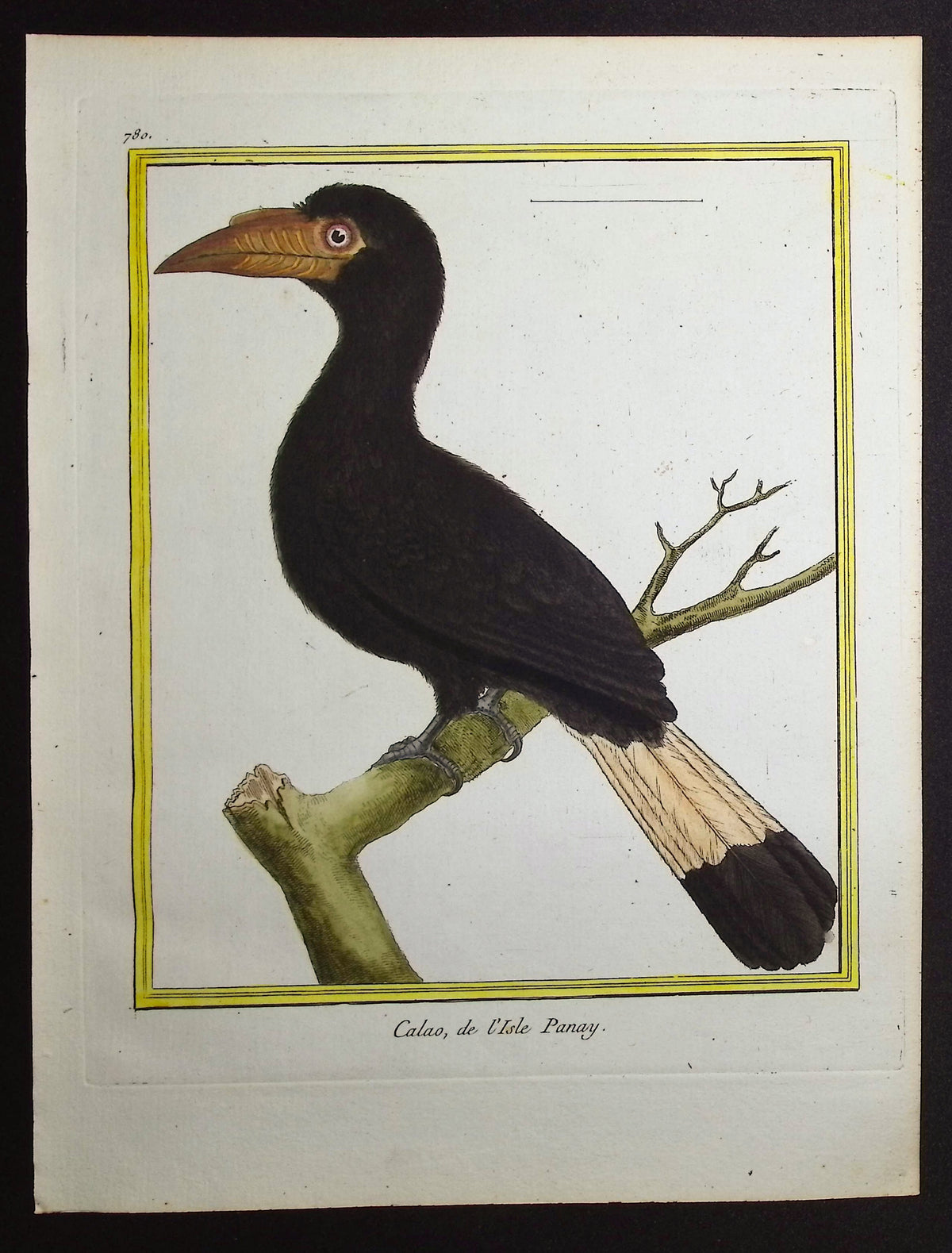 Hornbill