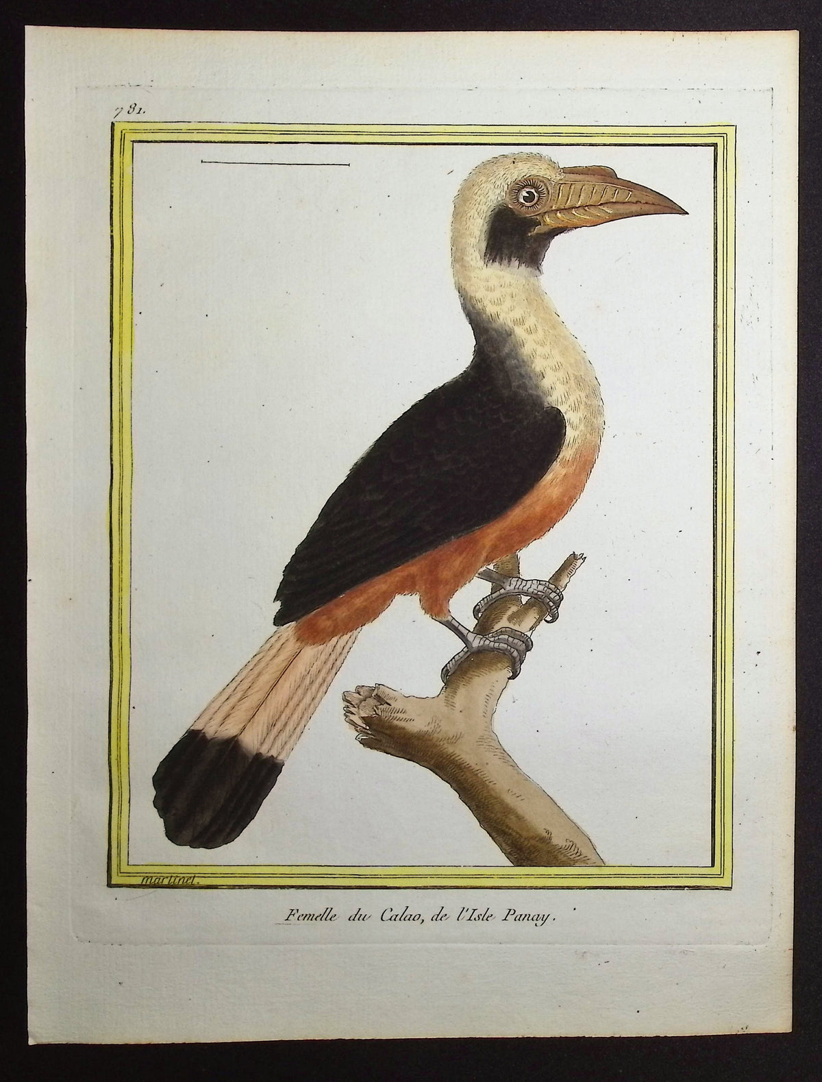 Hornbill