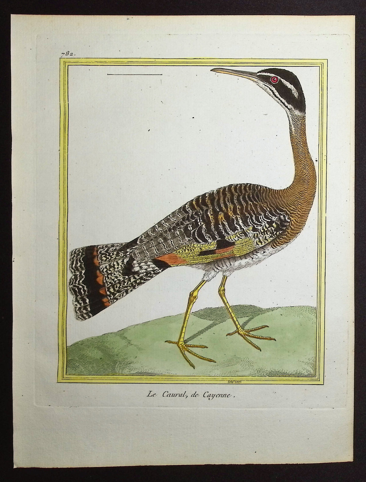 Sunbittern