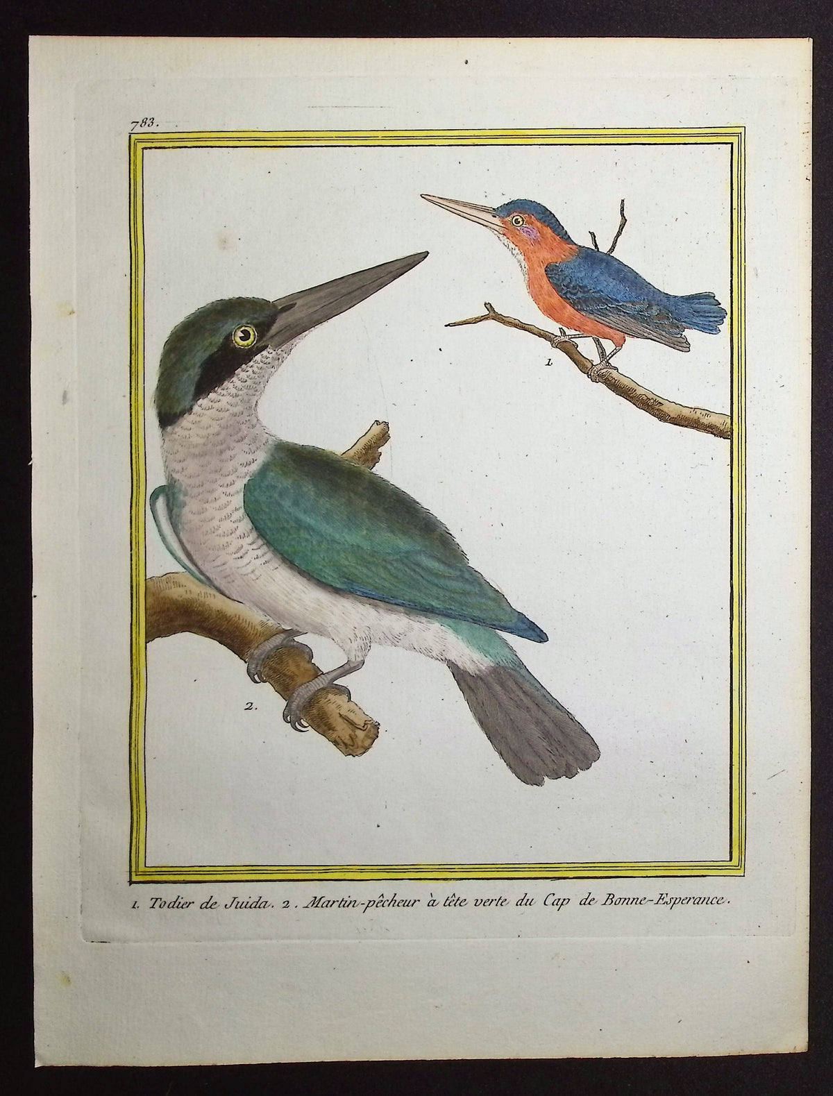 Kingfisher