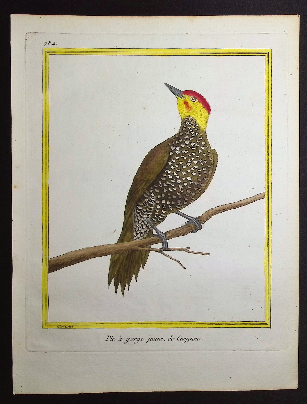 Woodpecker