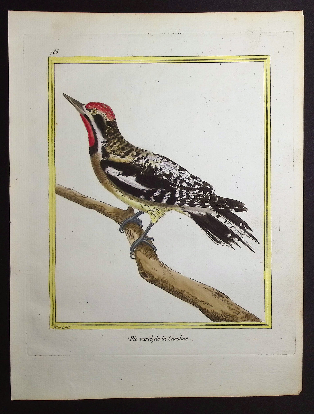 Woodpecker