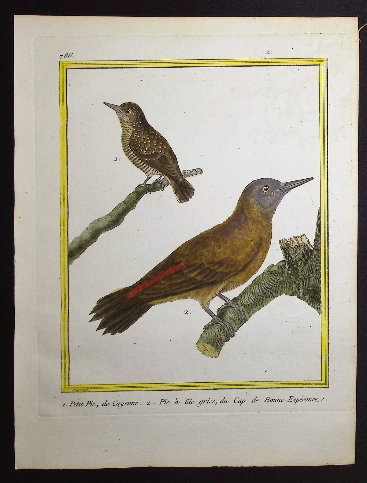 Woodpecker