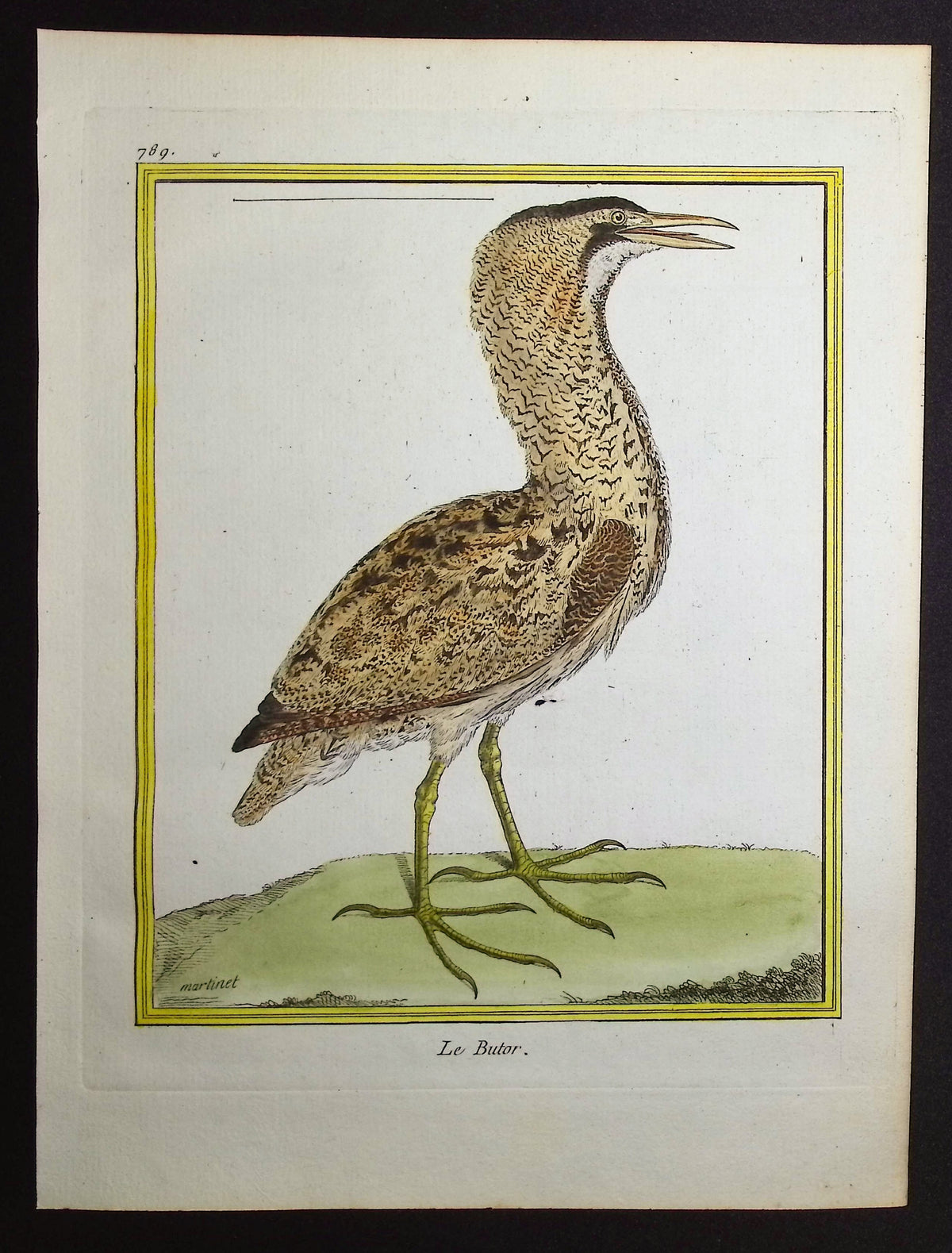 Bittern