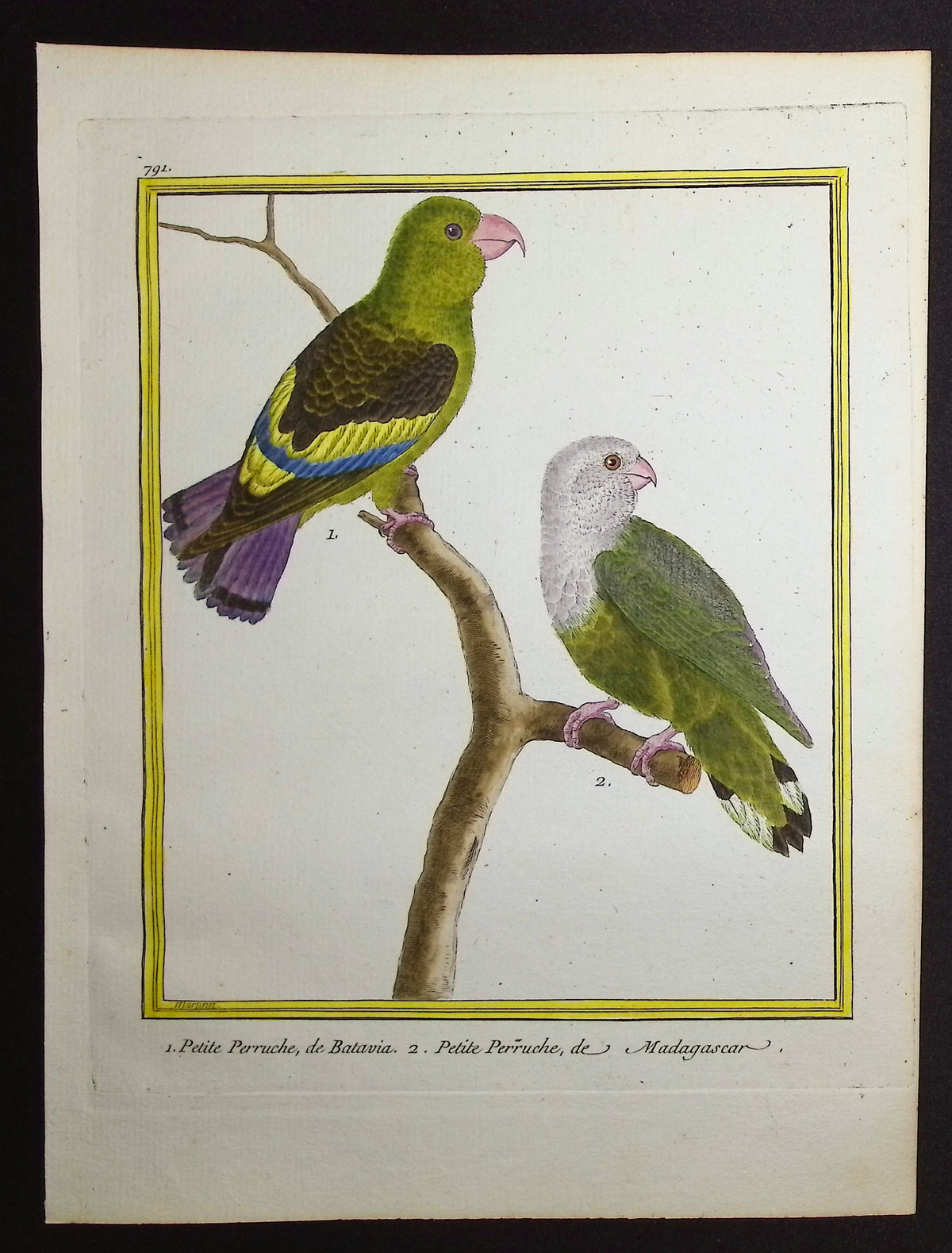 Parrot