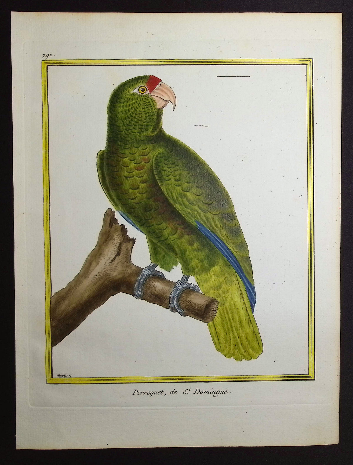 Parrot