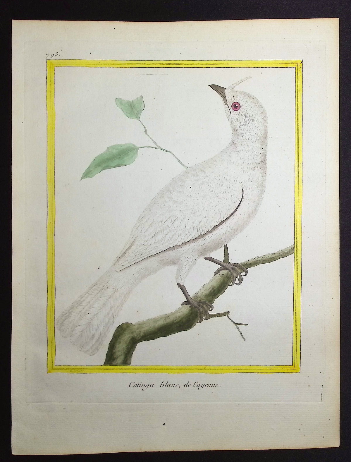Cotinga
