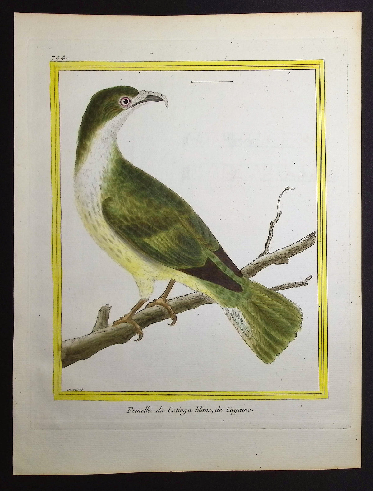 Cotinga (Female)