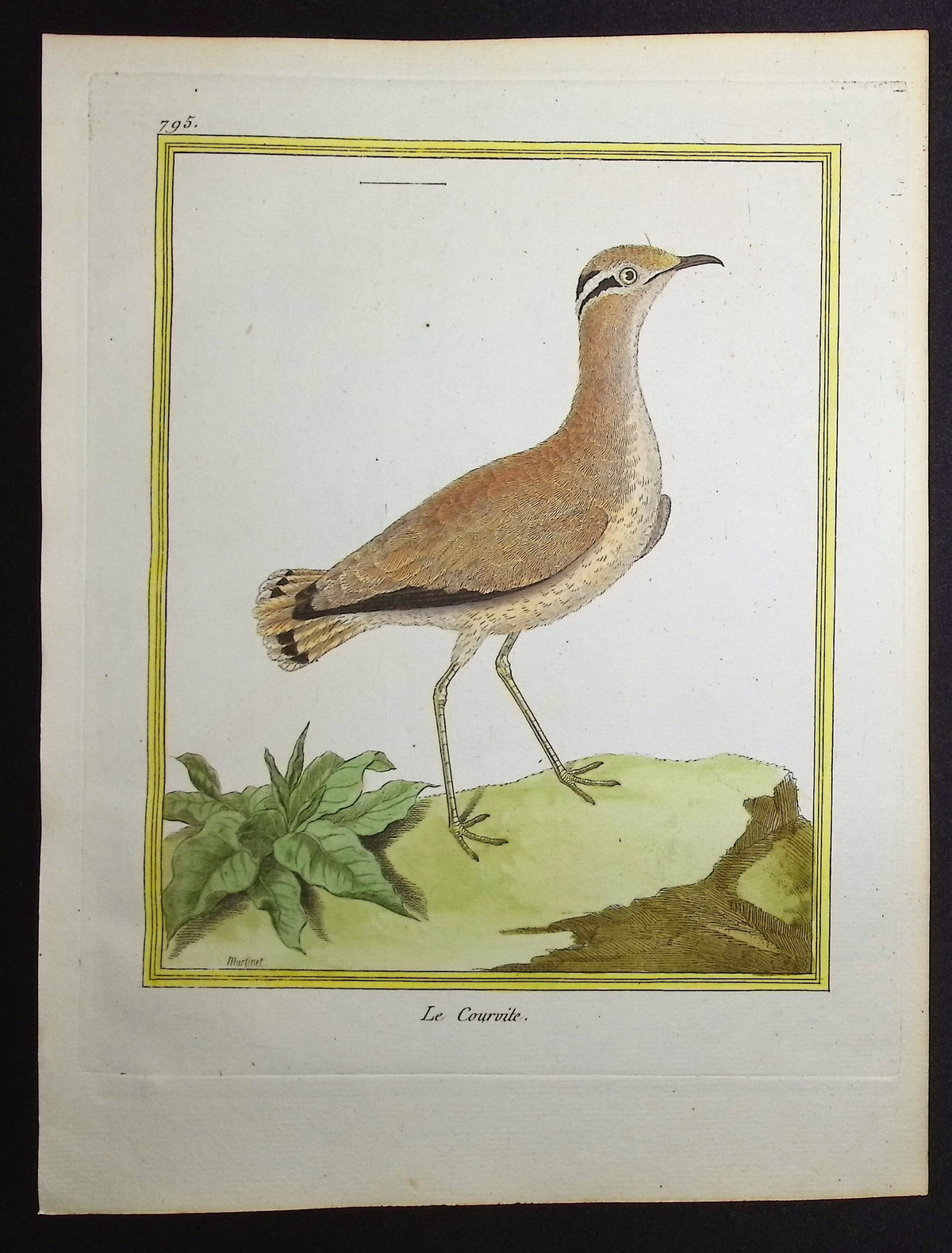 Courser