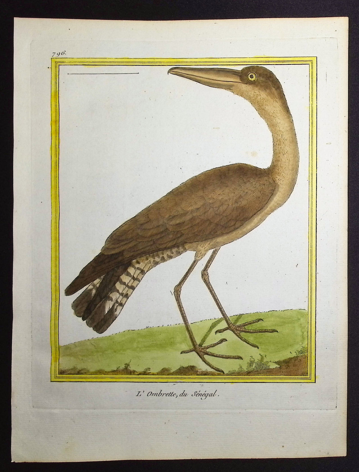 Hamerkop or Umbrette