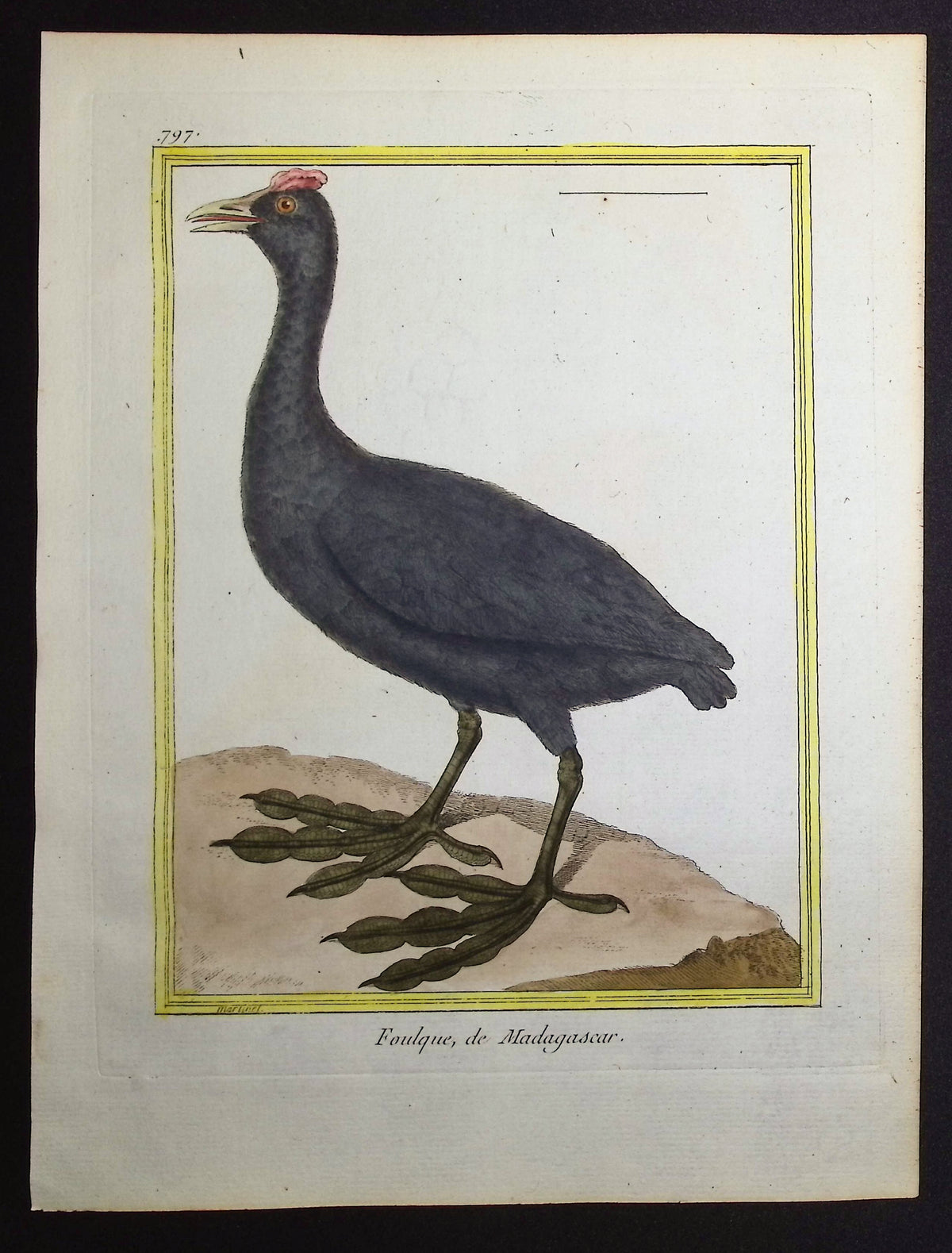 Coot