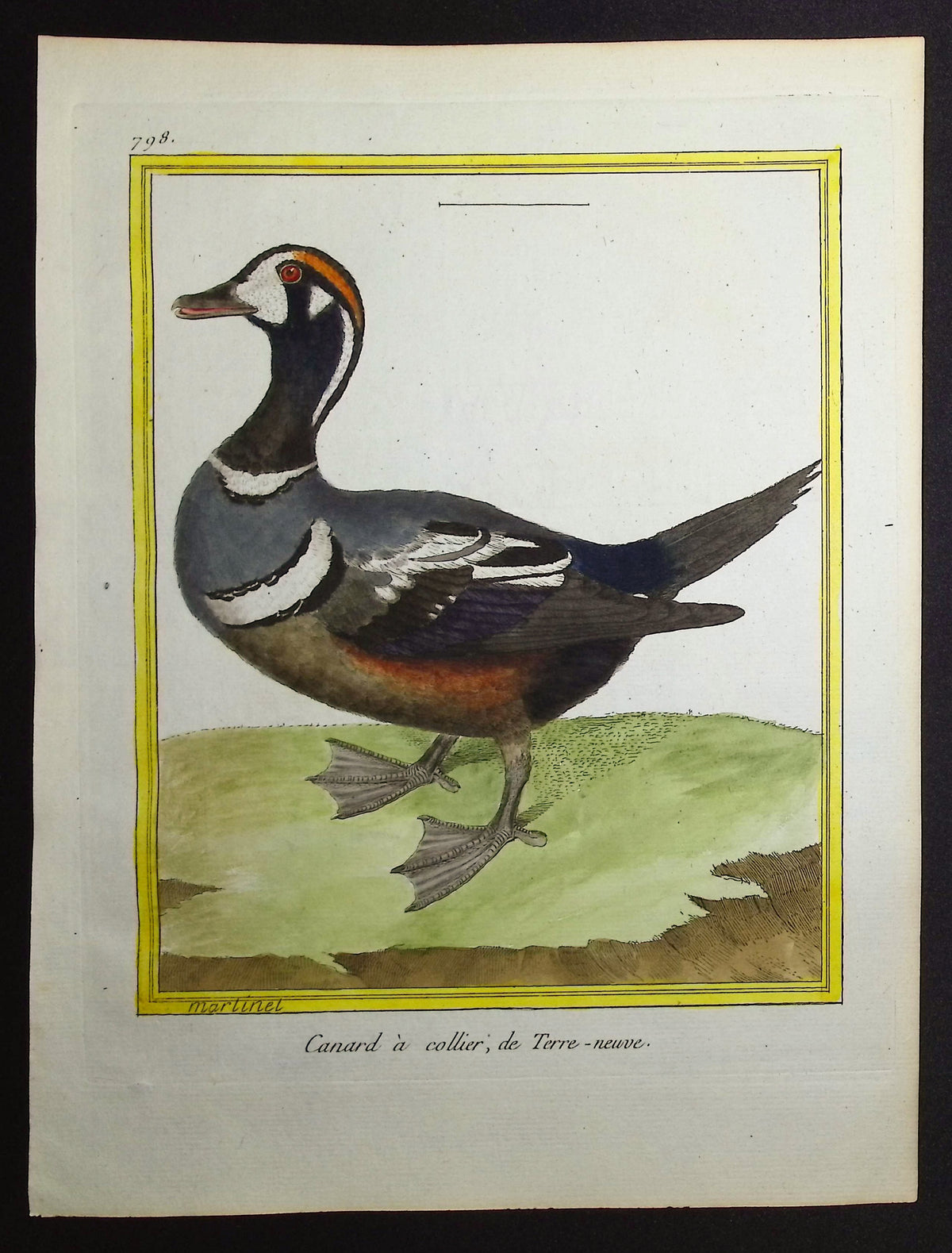 Duck
