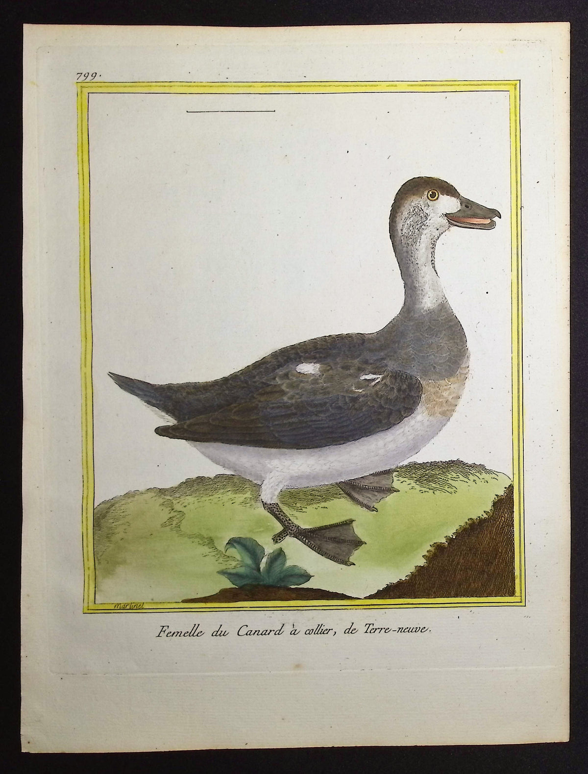 Duck