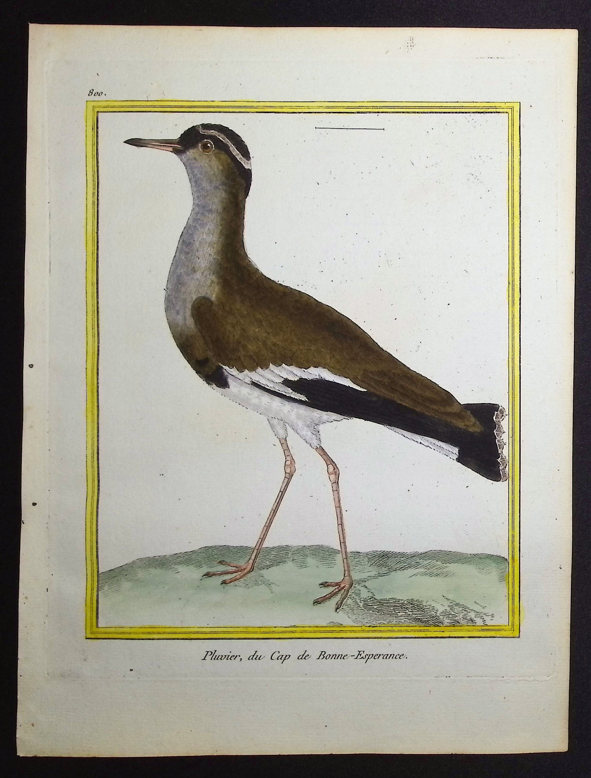 Plover