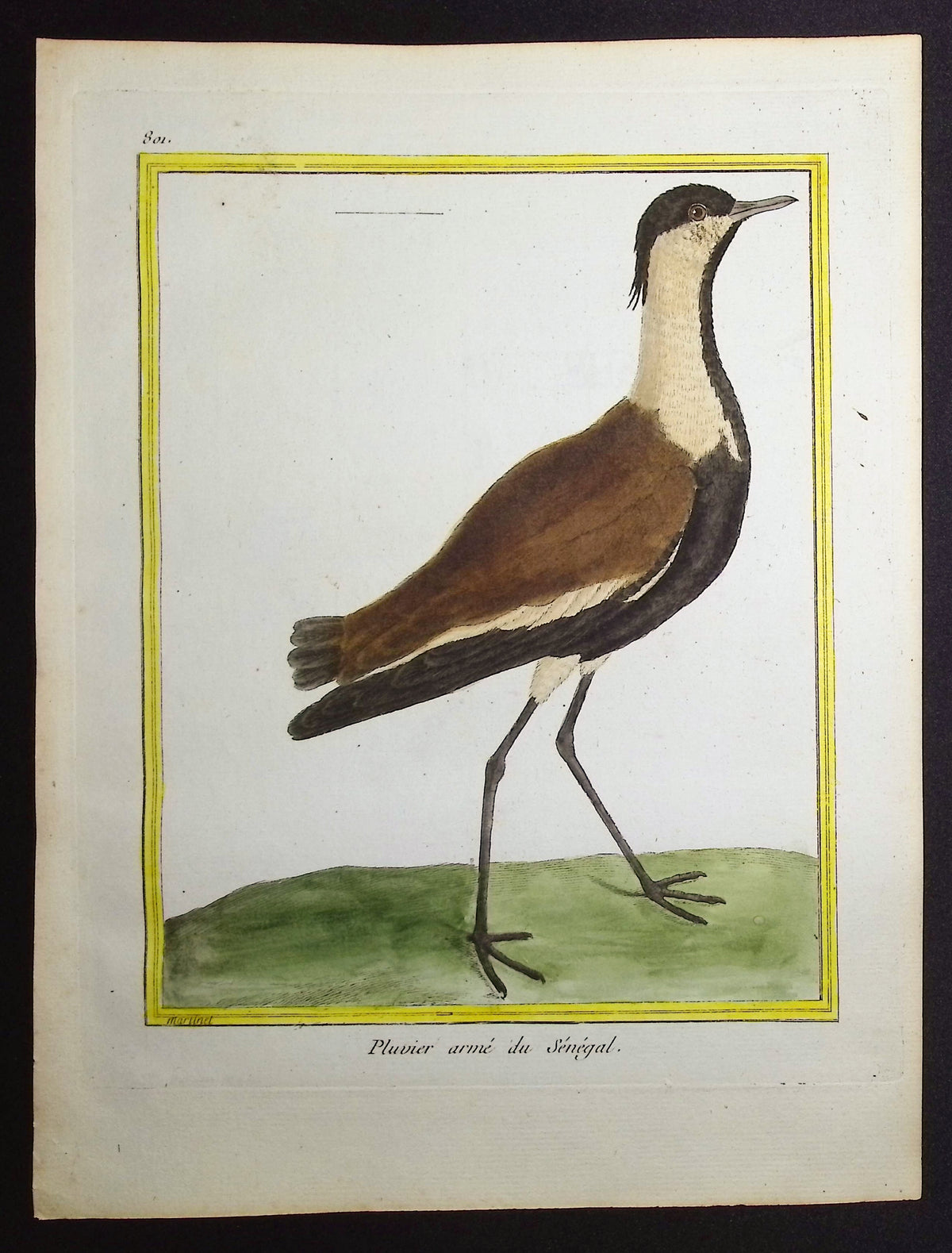 Plover
