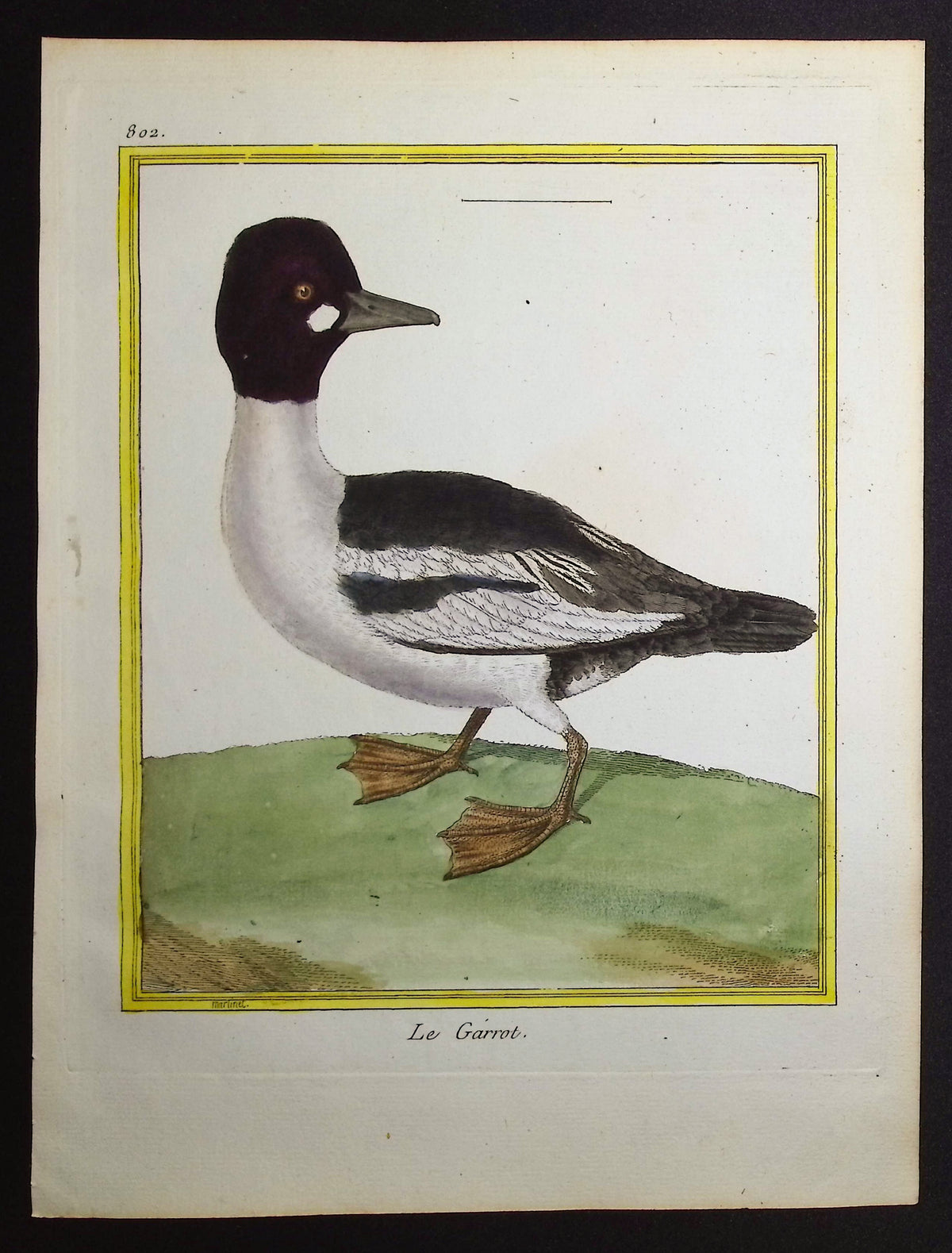 Buffelhead Duck