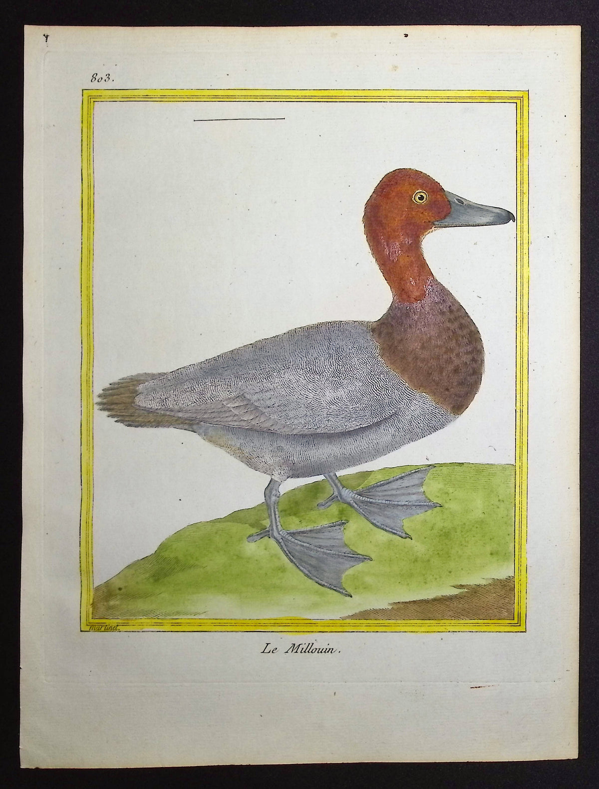Duck