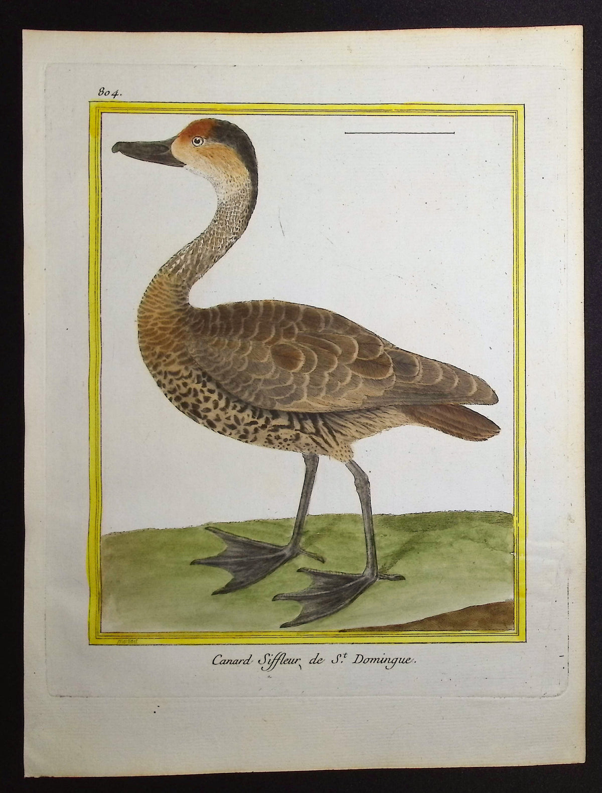 Duck