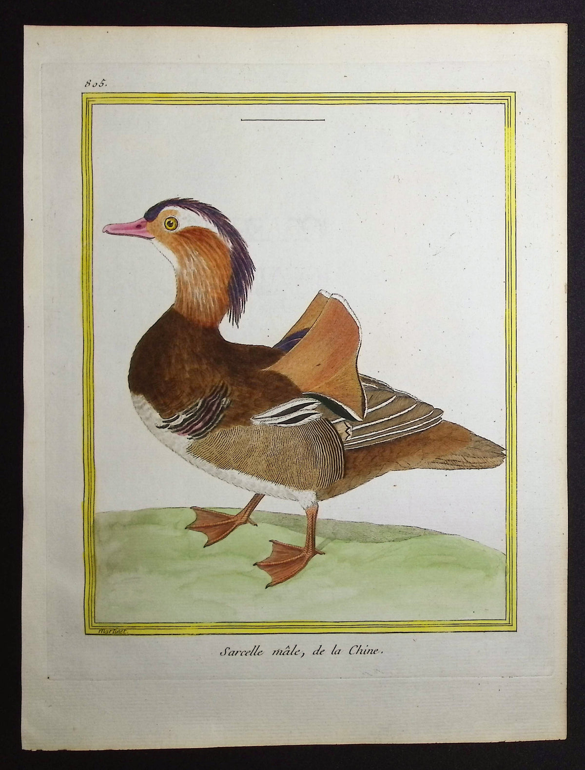 Mandarin Duck