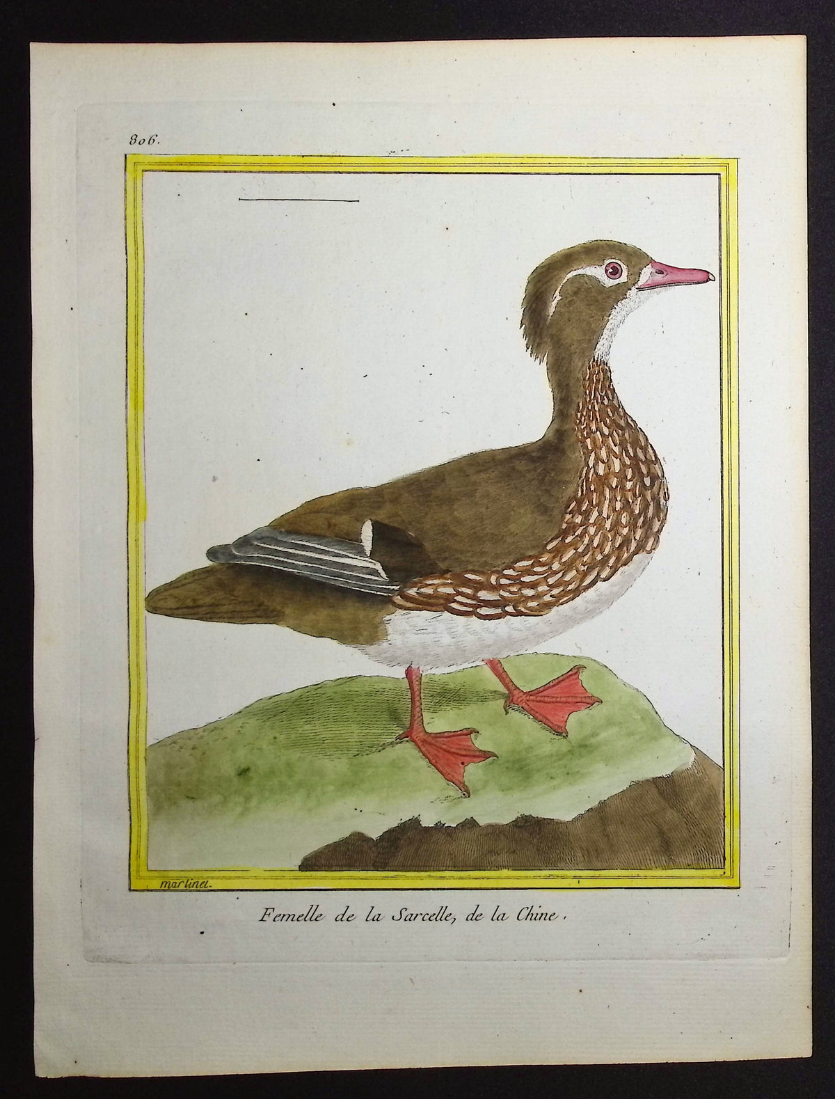 Duck