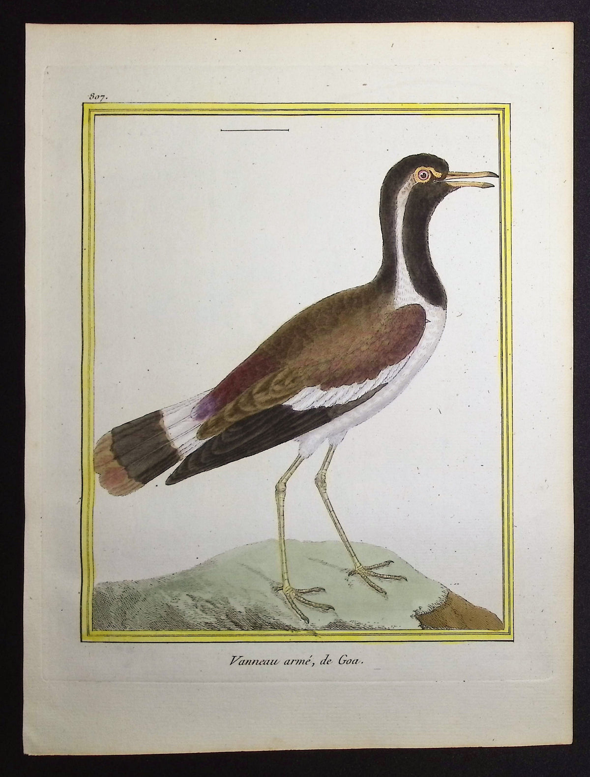 Lapwing