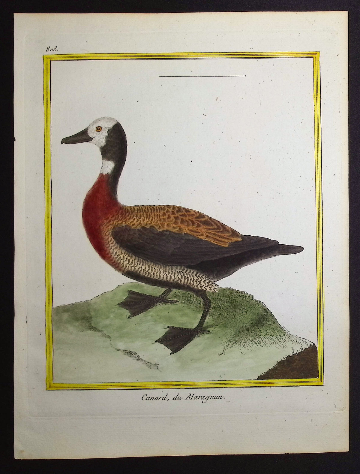 Duck
