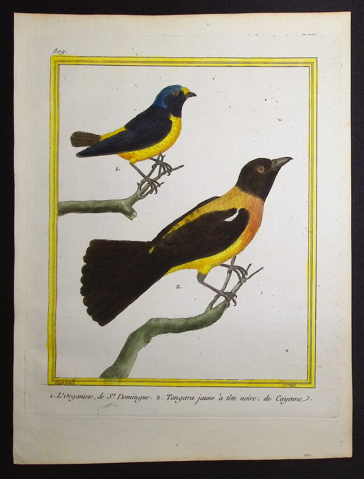 Tanager