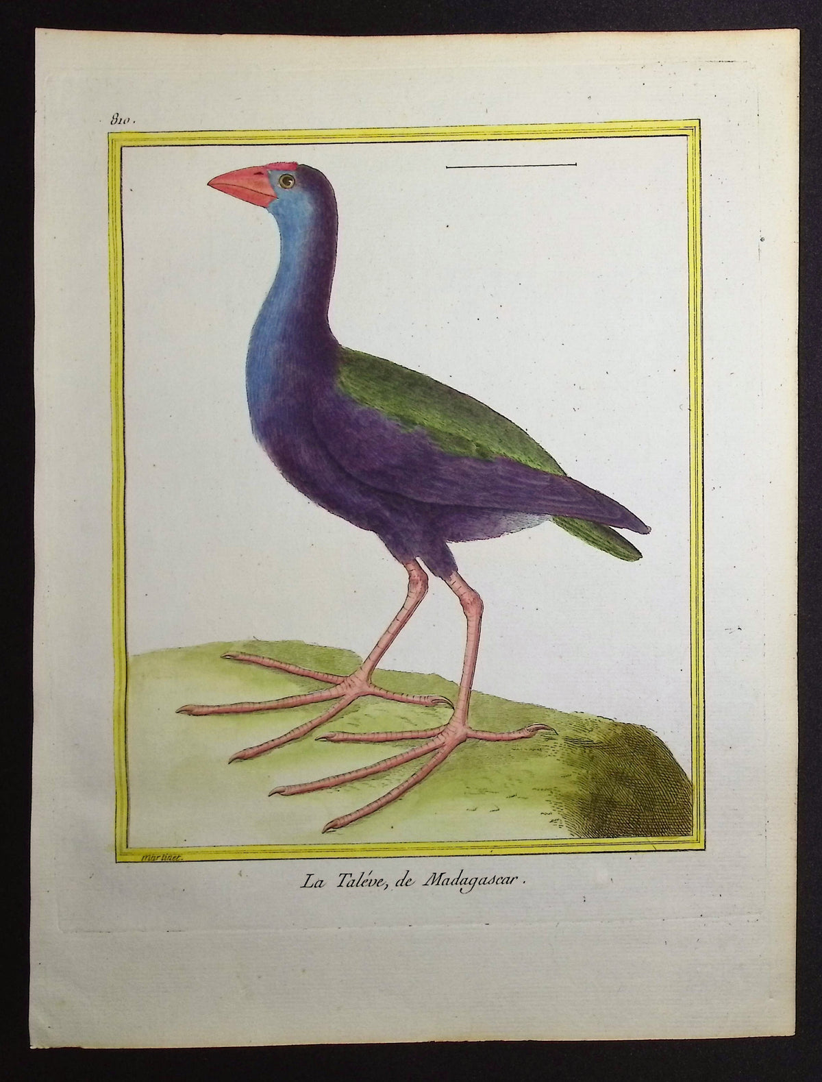 Swamphen