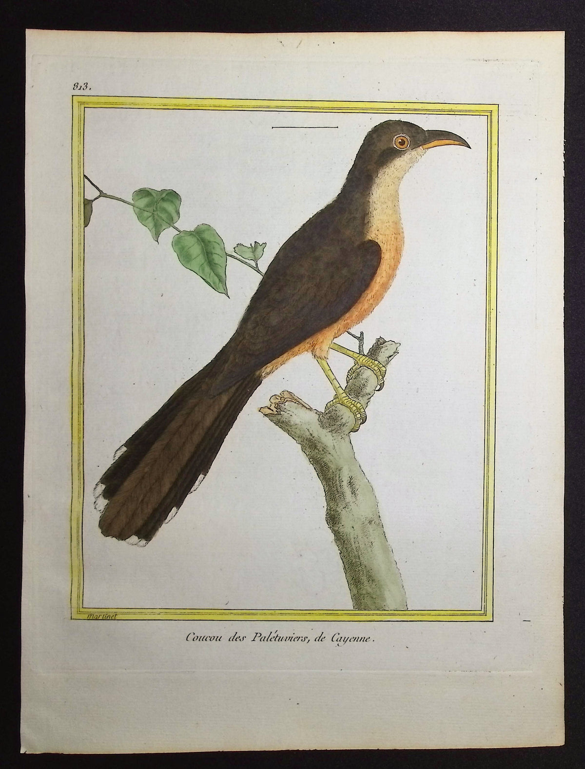 Cuckoo