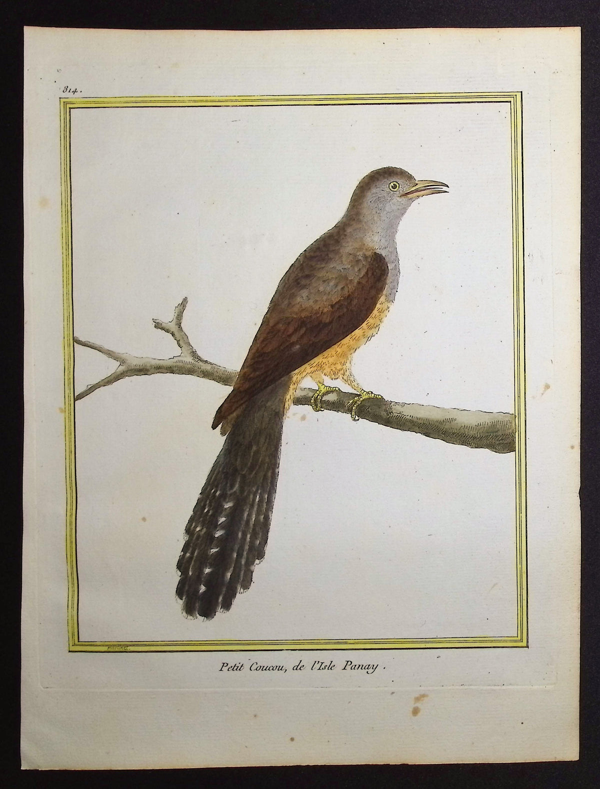 Cuckoo