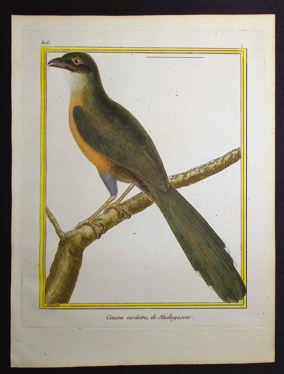 Cuckoo