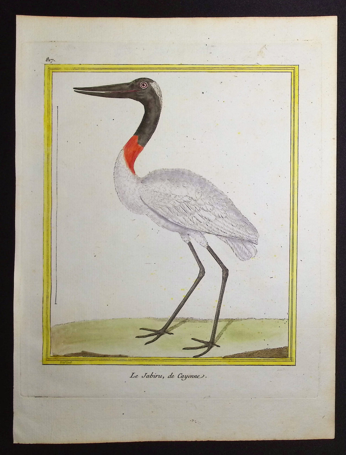 Jabiru