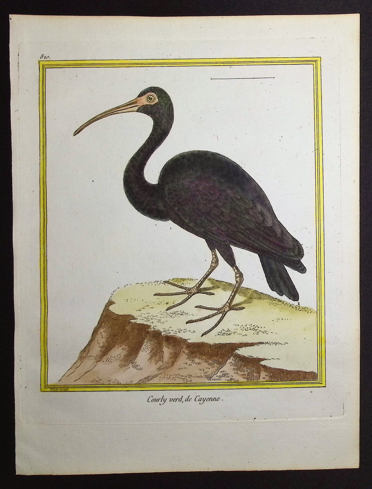 Curlew