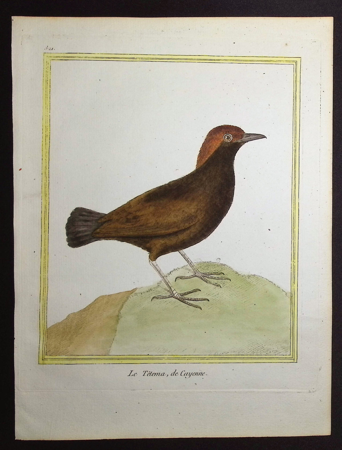 Antthrush
