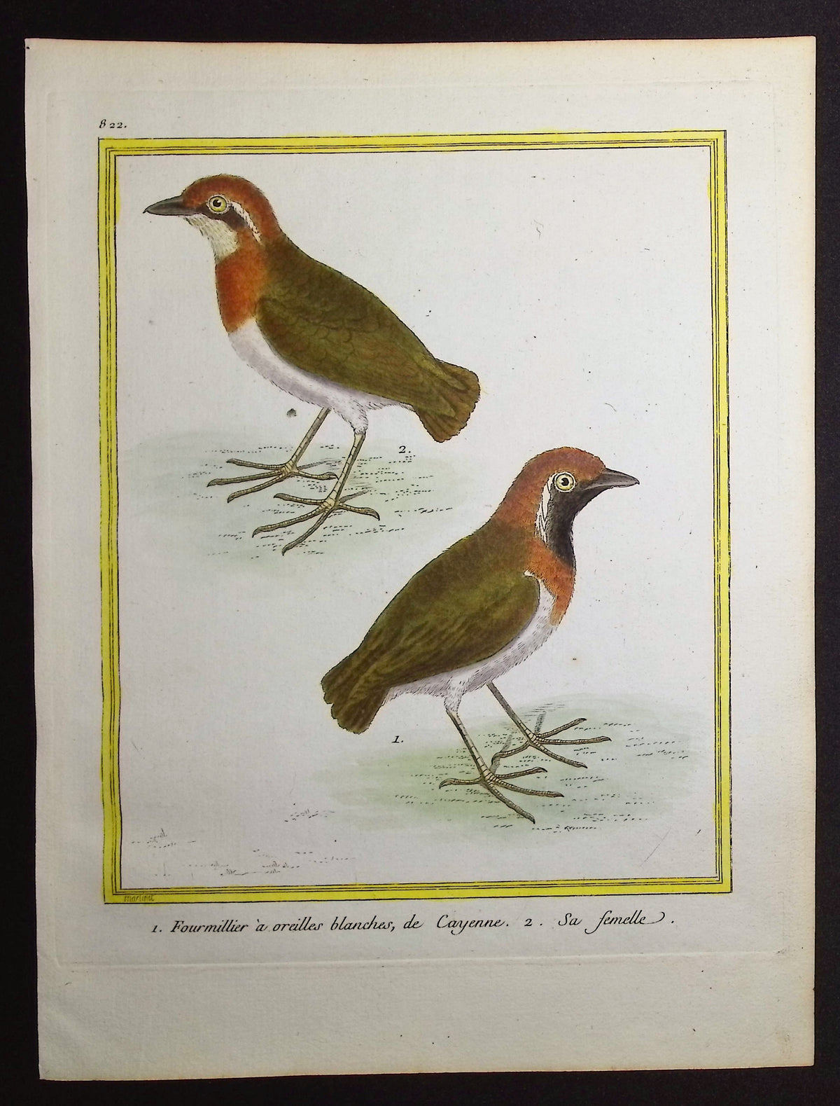 Antbird