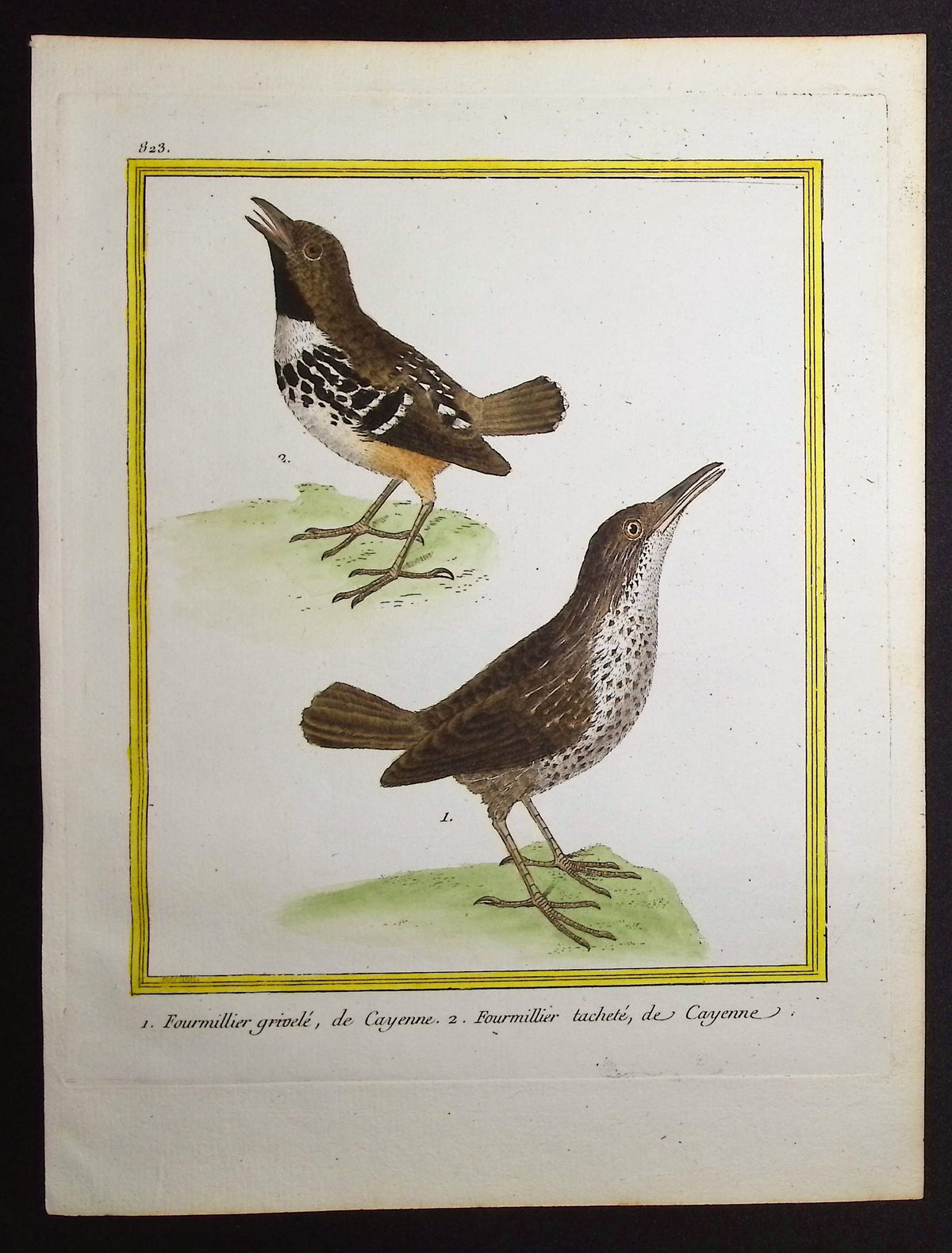 Antbird