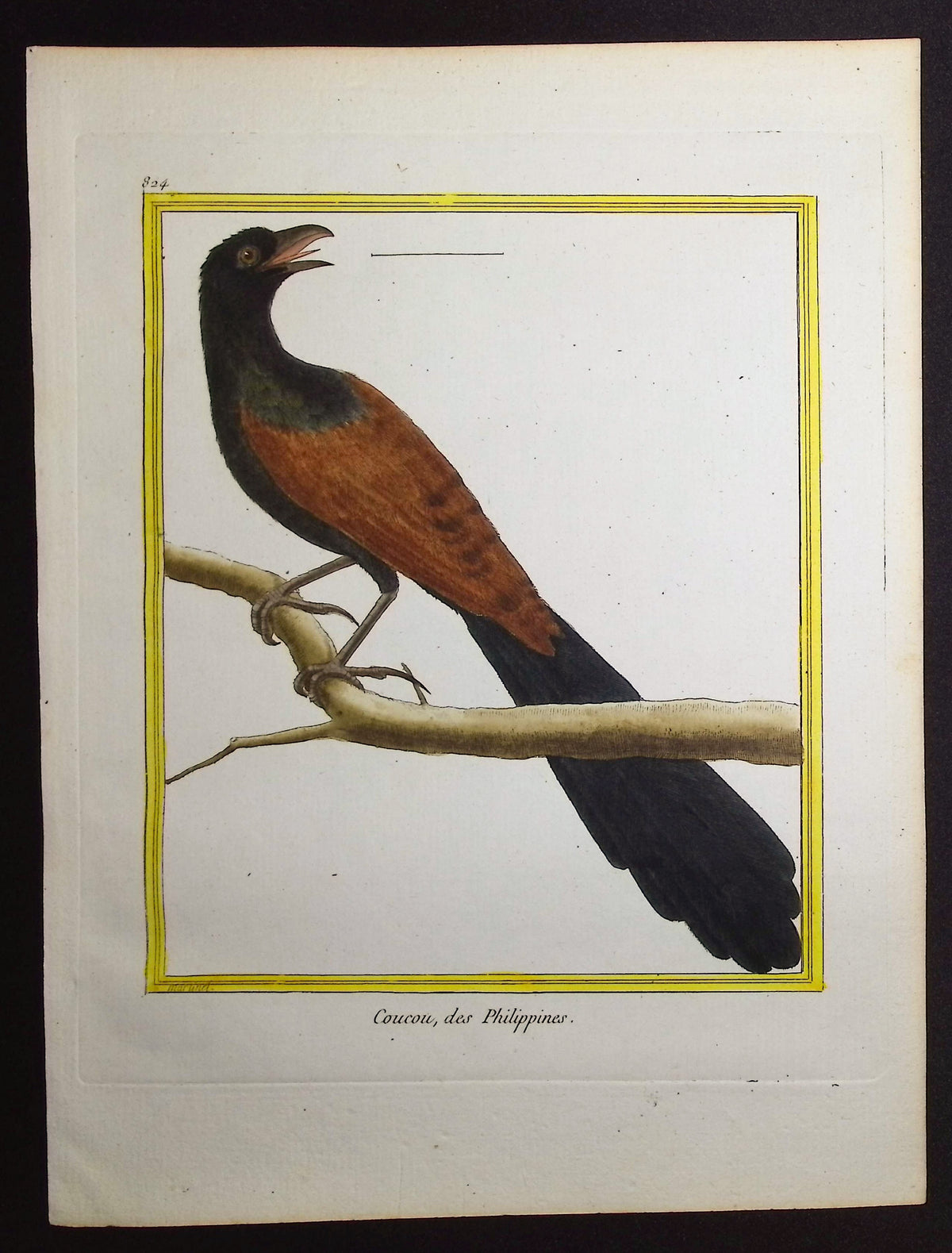 Cuckoo