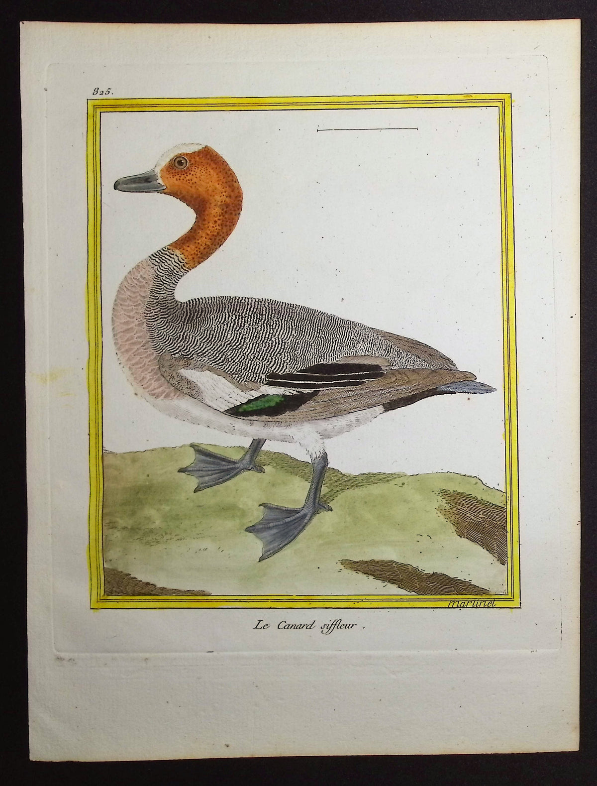 Duck